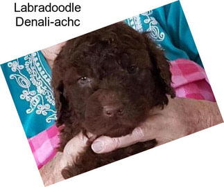 Labradoodle Denali-achc