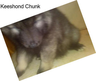 Keeshond Chunk