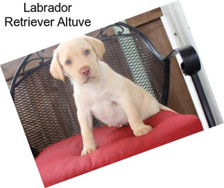 Labrador Retriever Altuve