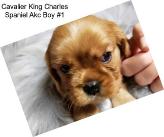 Cavalier King Charles Spaniel Akc Boy #1