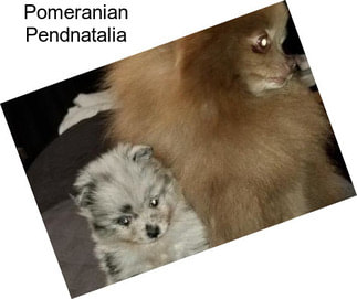 Pomeranian Pendnatalia