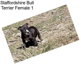Staffordshire Bull Terrier Female 1