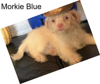 Morkie Blue