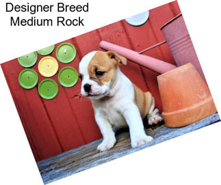 Designer Breed Medium Rock