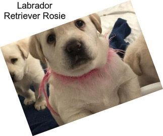 Labrador Retriever Rosie