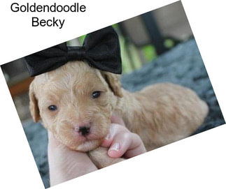 Goldendoodle Becky