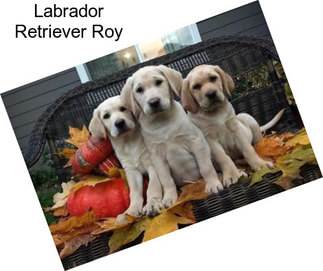 Labrador Retriever Roy