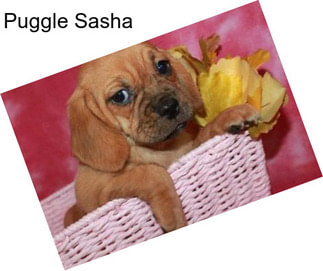 Puggle Sasha