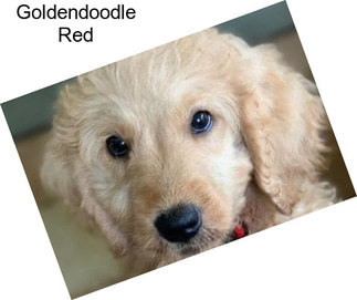 Goldendoodle Red