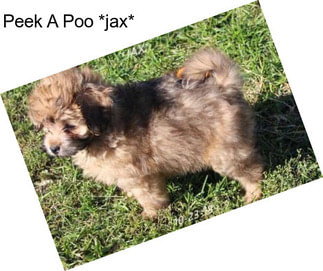 Peek A Poo *jax*