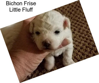 Bichon Frise Little Fluff