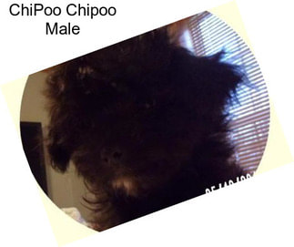 ChiPoo Chipoo Male