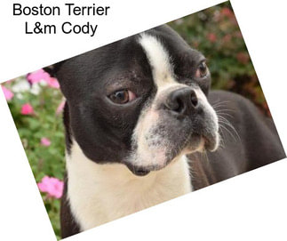 Boston Terrier L&m Cody