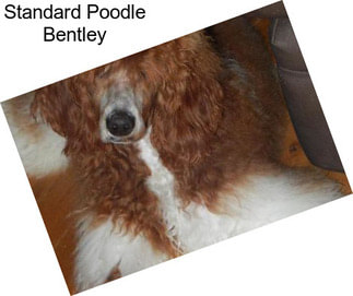 Standard Poodle Bentley