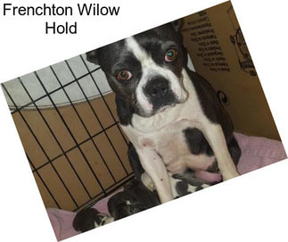 Frenchton Wilow Hold