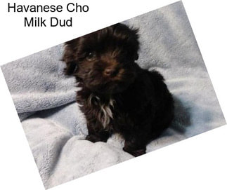 Havanese Cho Milk Dud