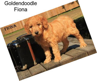 Goldendoodle Fiona