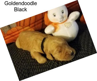 Goldendoodle Black