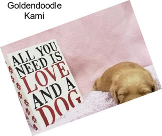 Goldendoodle Kami