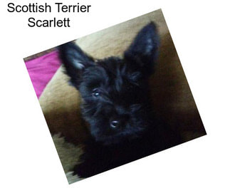 Scottish Terrier Scarlett