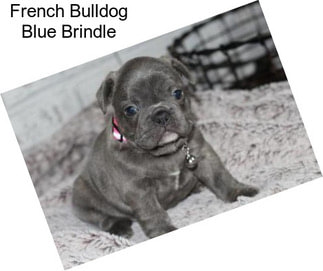 French Bulldog Blue Brindle