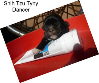 Shih Tzu Tyny Dancer