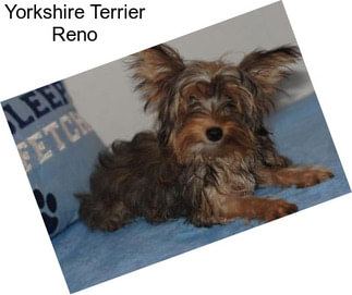 Yorkshire Terrier Reno