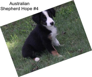 Australian Shepherd Hope #4