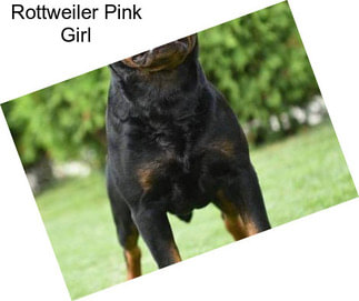 Rottweiler Pink Girl