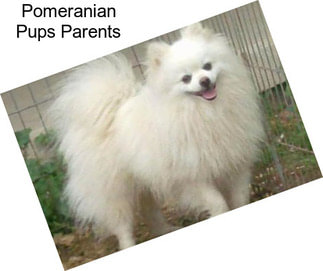 Pomeranian Pups Parents