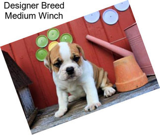 Designer Breed Medium Winch