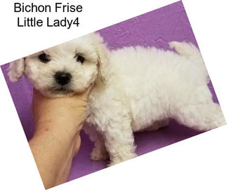 Bichon Frise Little Lady4