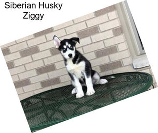 Siberian Husky Ziggy