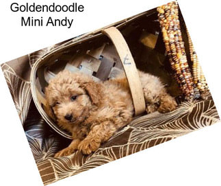 Goldendoodle Mini Andy