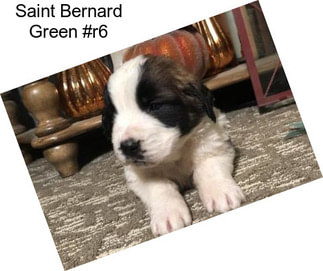 Saint Bernard Green #r6