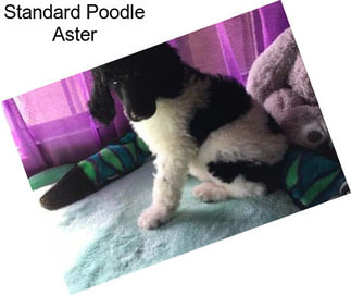 Standard Poodle Aster