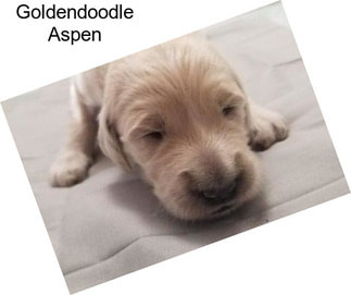 Goldendoodle Aspen