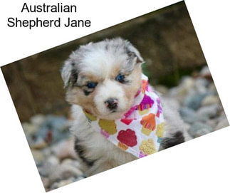 Australian Shepherd Jane