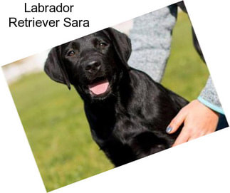 Labrador Retriever Sara