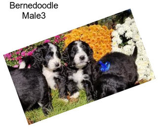 Bernedoodle Male3