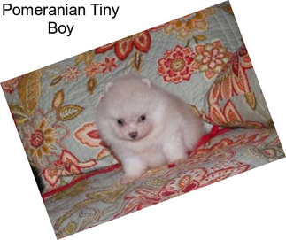 Pomeranian Tiny Boy