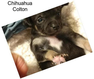 Chihuahua Colton