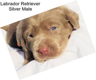 Labrador Retriever Silver Male