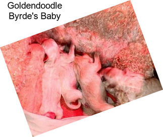 Goldendoodle Byrde\'s Baby