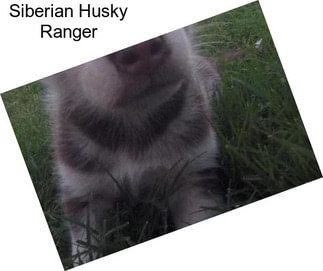 Siberian Husky Ranger