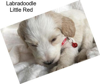 Labradoodle Little Red