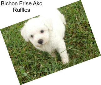 Bichon Frise Akc Ruffles