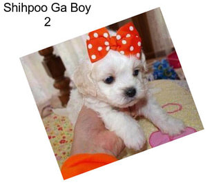 Shihpoo Ga Boy 2