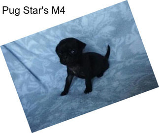 Pug Star\'s M4