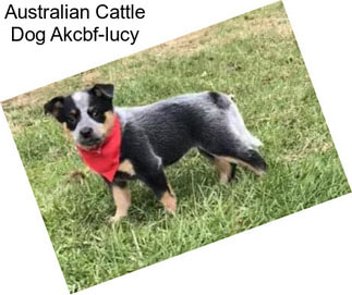Australian Cattle Dog Akcbf-lucy